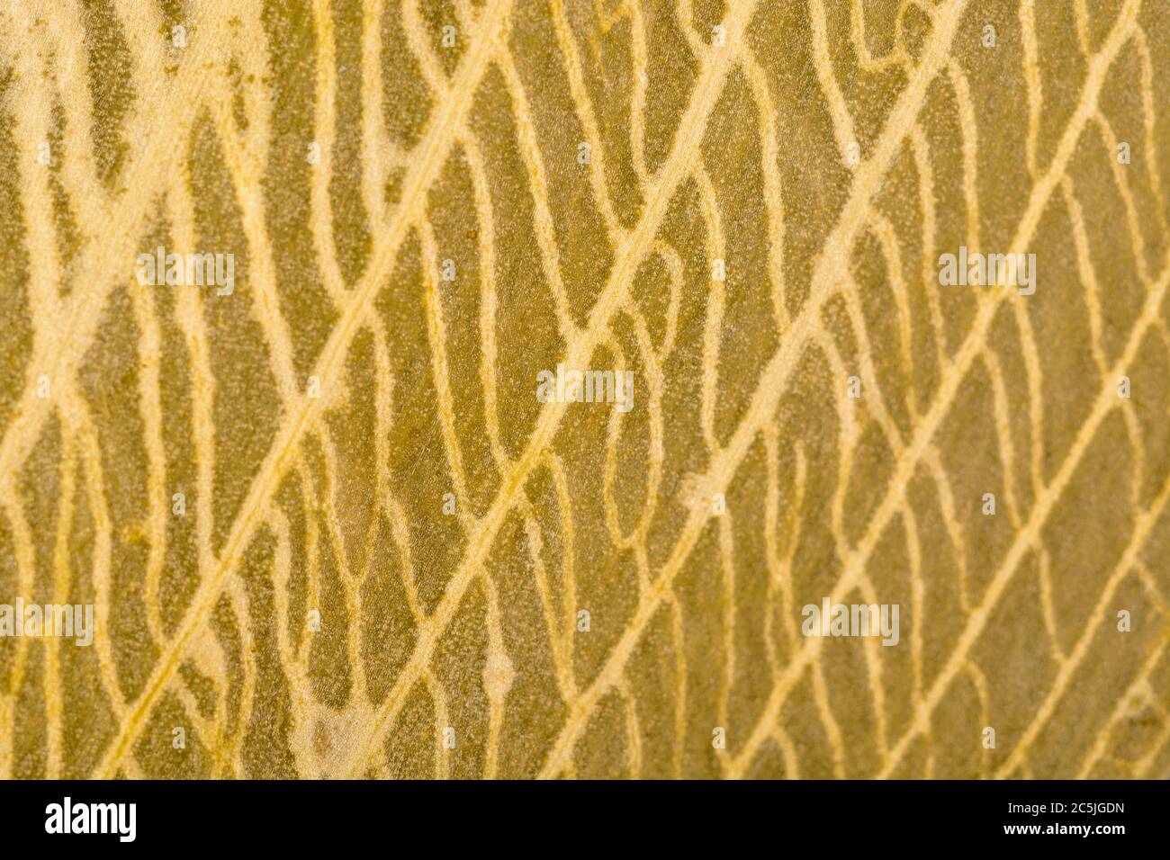 Gros plan extrême de la feuille d'Allium ursinum / Ramsons en décomposition, en décomposition, montrant des détails complexes de la structure de la veine morte. Décomposition de la matière foliaire. Banque D'Images