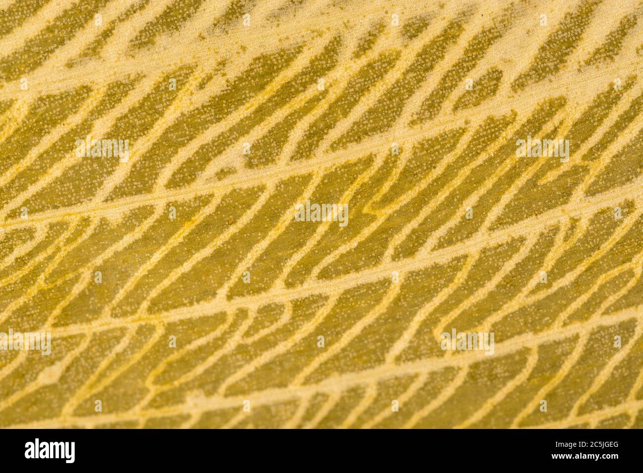 Gros plan extrême de la feuille d'Allium ursinum / Ramsons en décomposition, en décomposition, montrant des détails complexes de la structure de la veine morte. Décomposition de la matière foliaire. Banque D'Images