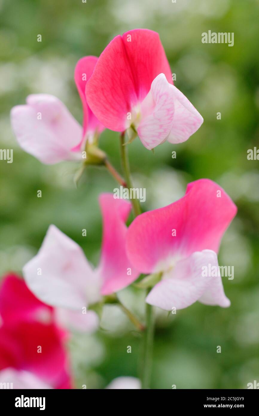 Lathyrus odoratus 'Little Red Riding Hood' fleurs de pois doux dans un jardin d'été anglais. Banque D'Images