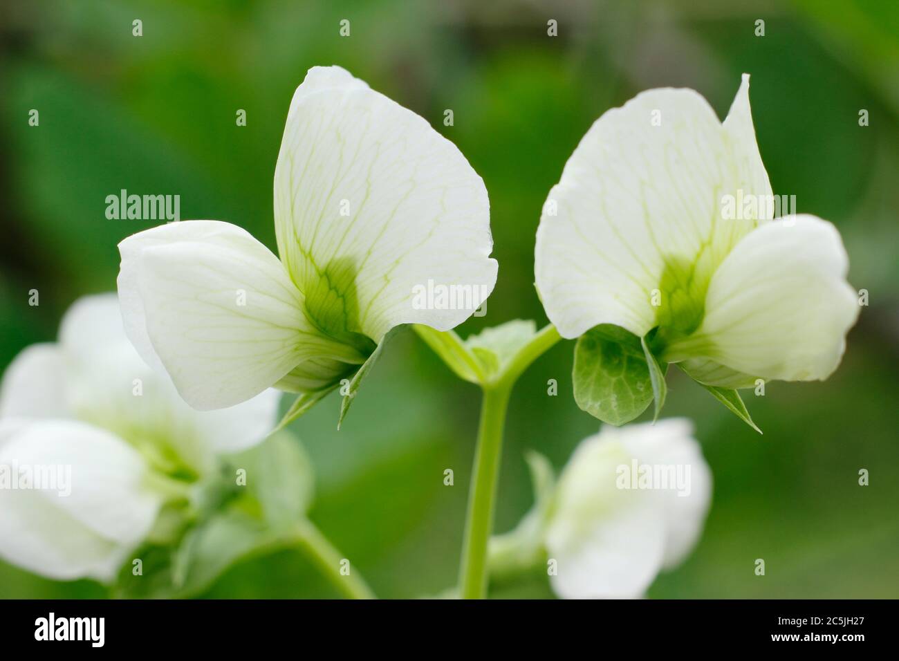 Pisum sativum. Fleurs de la plante de pois 'Kelvedon Wonder' dans un jardin de cuisine anglaise. ROYAUME-UNI. AGM Banque D'Images