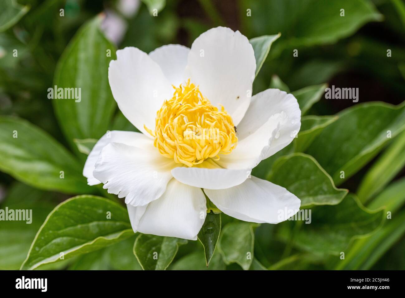 Poney de jardin commun 'Jan van Leeuwen', Luttpion (Paeonia lactiflora) Banque D'Images