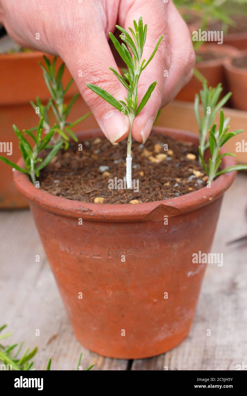 ROSMARINUS officinalis. Propagation de plantes de romarin à partir de boutures de résineux en plaçant autour des bords d'une casserole dans un mélange de compost grinçant. Banque D'Images