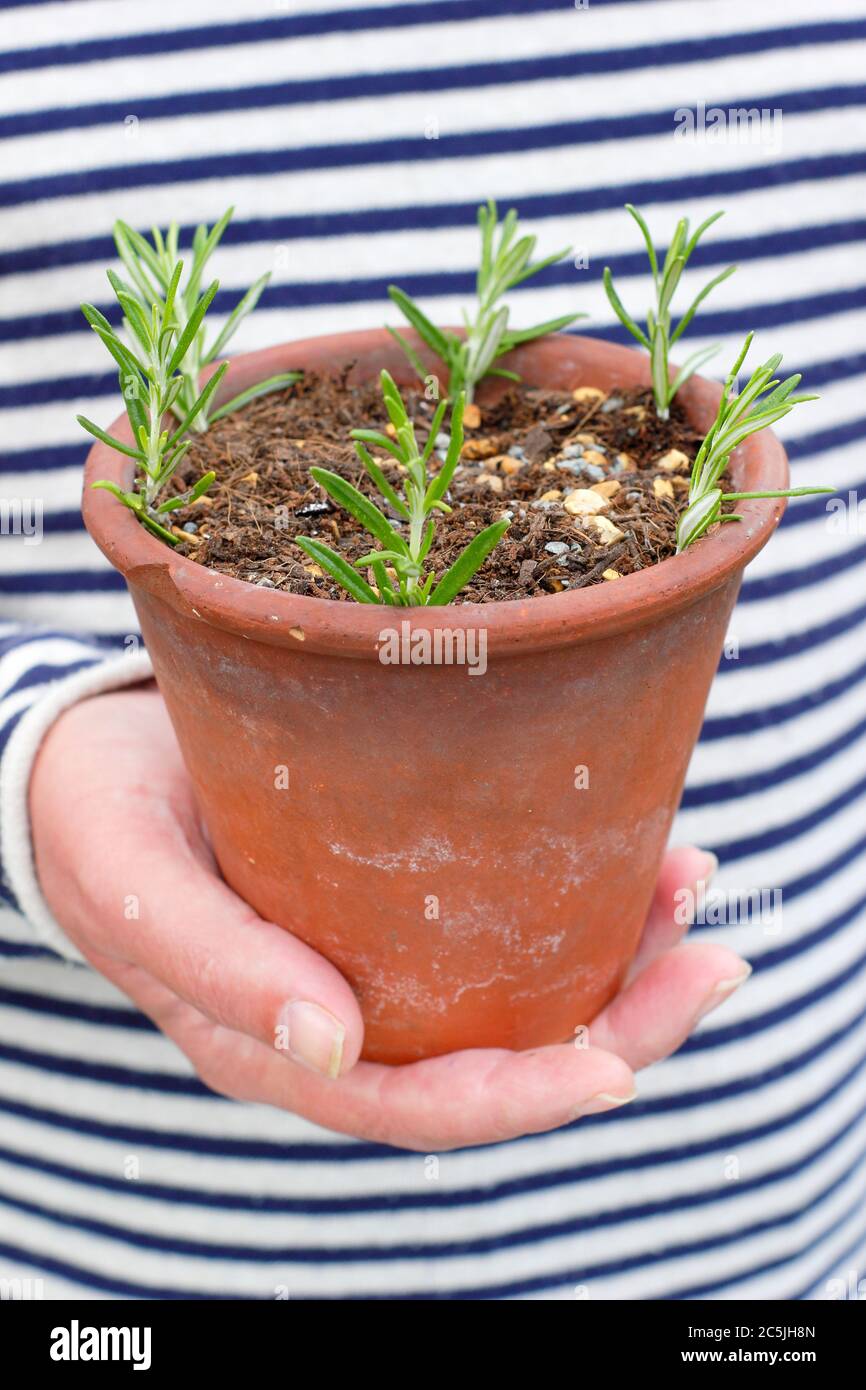 ROSMARINUS officinalis. Propagation de plantes de romarin à partir de boutures de résineux en plaçant autour des bords d'une casserole dans un mélange de compost grinçant . Banque D'Images