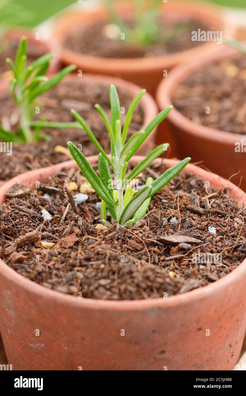 ROSMARINUS officinalis. Propagation des plantes de romarin des boutures en plaçant dans un mélange de compost graty dans des pots avant de placer dans un endroit abrité Banque D'Images