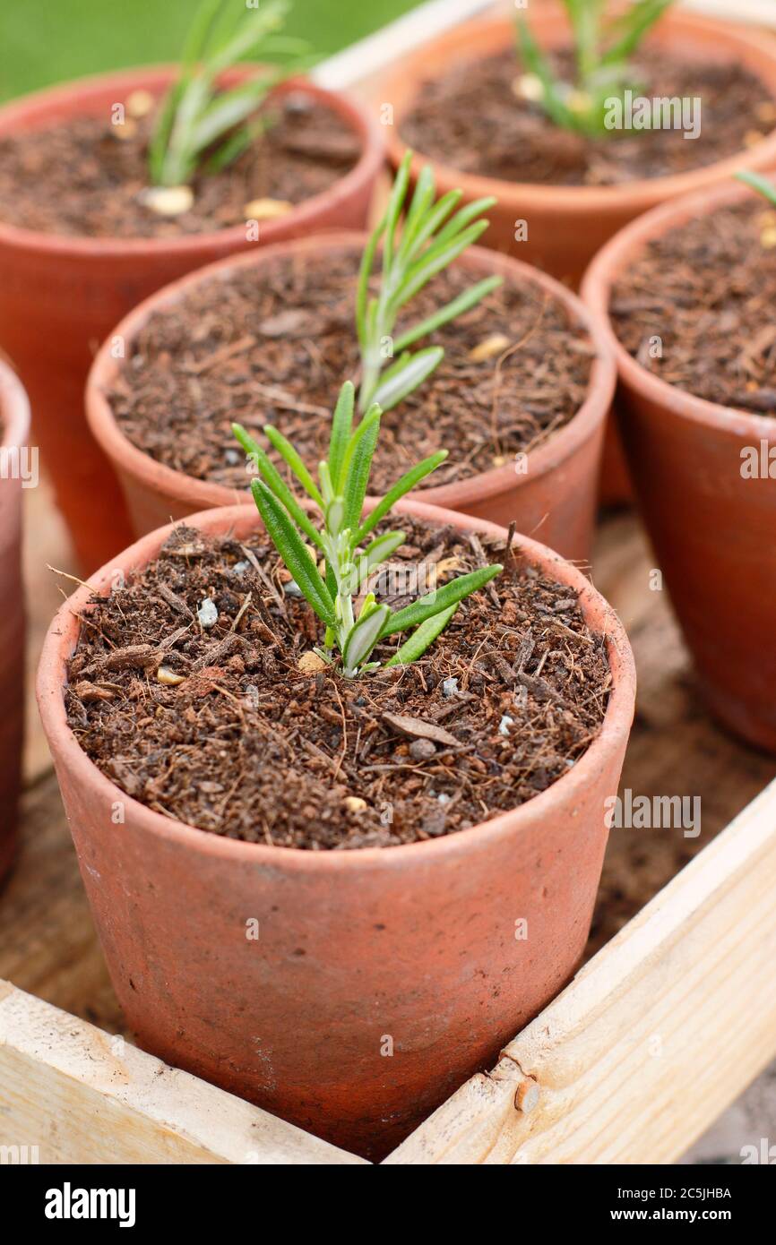 ROSMARINUS officinalis. Propagation des plantes de romarin des boutures en plaçant dans un mélange de compost graty dans des pots avant de placer dans un endroit abrité Banque D'Images