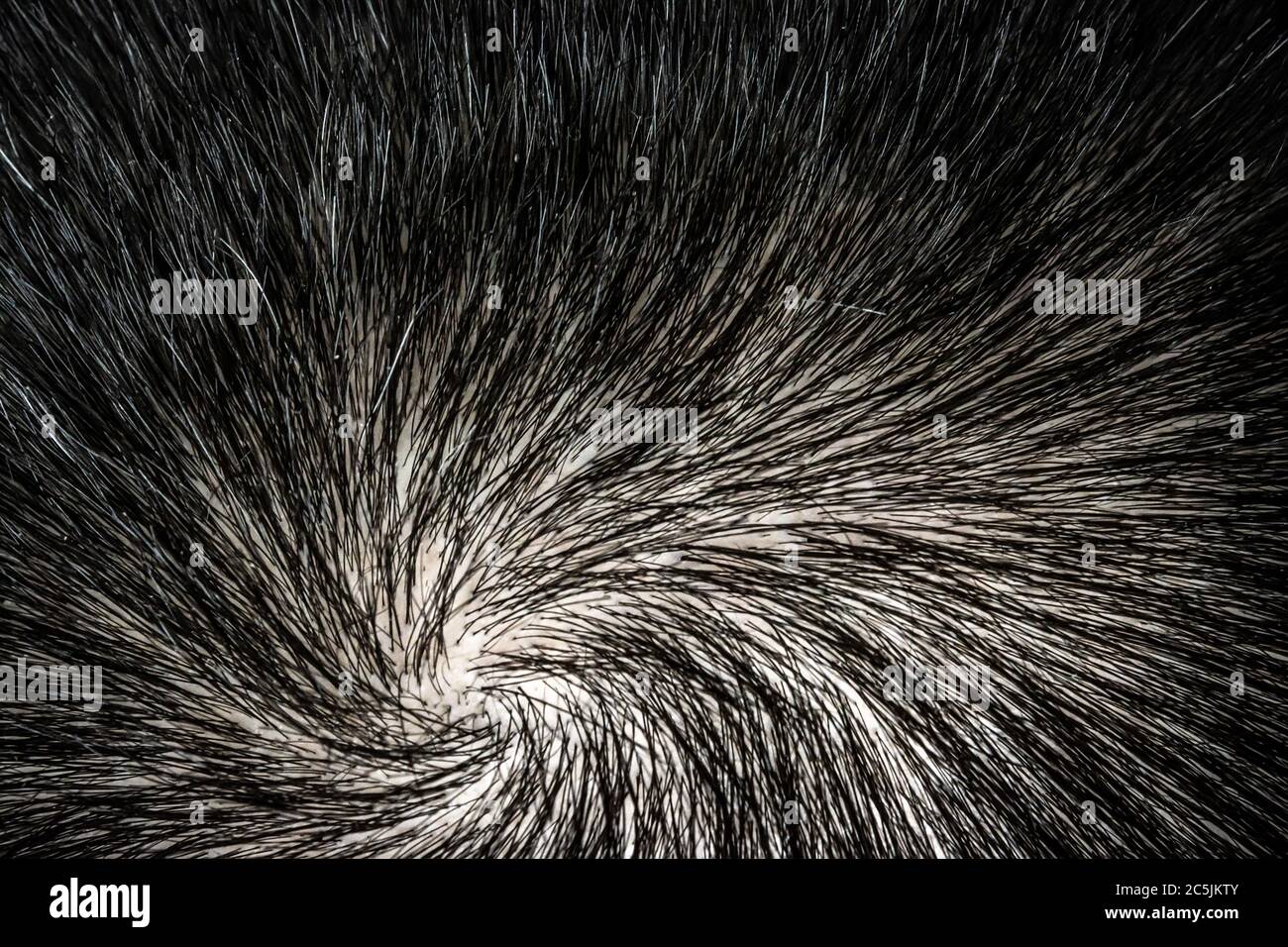 La texture des cheveux sur la tête humaine. Macro. La couronne de la tête d'un homme aux cheveux magnifiques s'est tordue en spirale. Banque D'Images