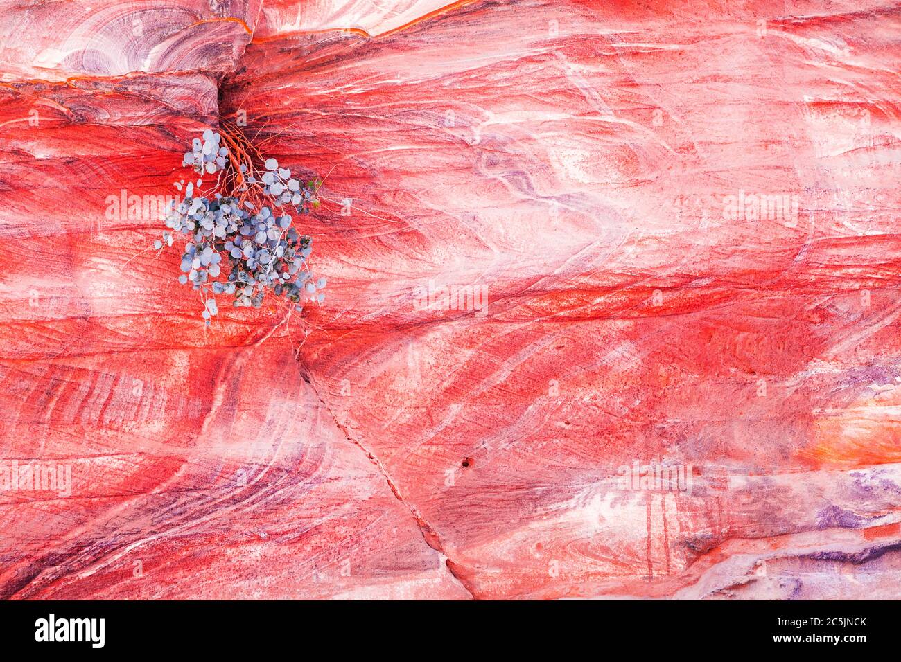 La surface rocheuse en grès rouge du canyon appelée Al Siq à l'entrée de la ville rose de Petra en Jordanie. Banque D'Images