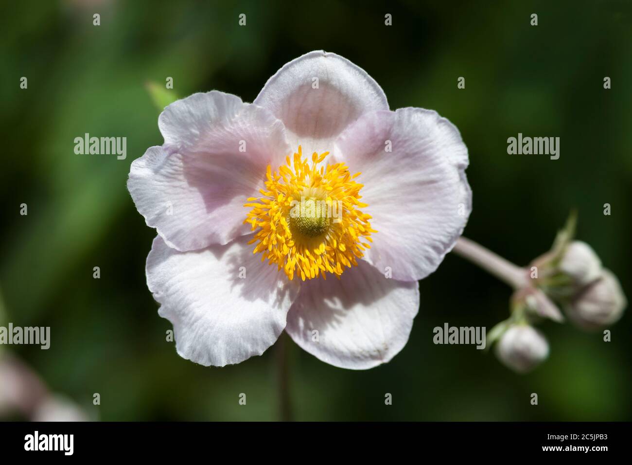 Anemone japonaise plante à fleurs rose ou blanche d'été Banque D'Images