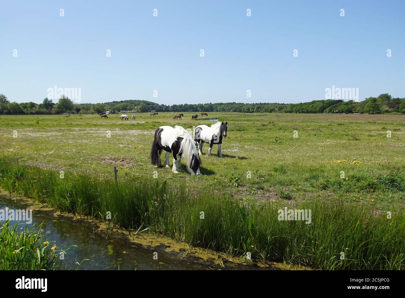 Paysage de pâturage. Gypsy Vaners chevaux paître dans la prairie en mai aux pays-Bas. Près du village de Bergen et des dunes Banque D'Images