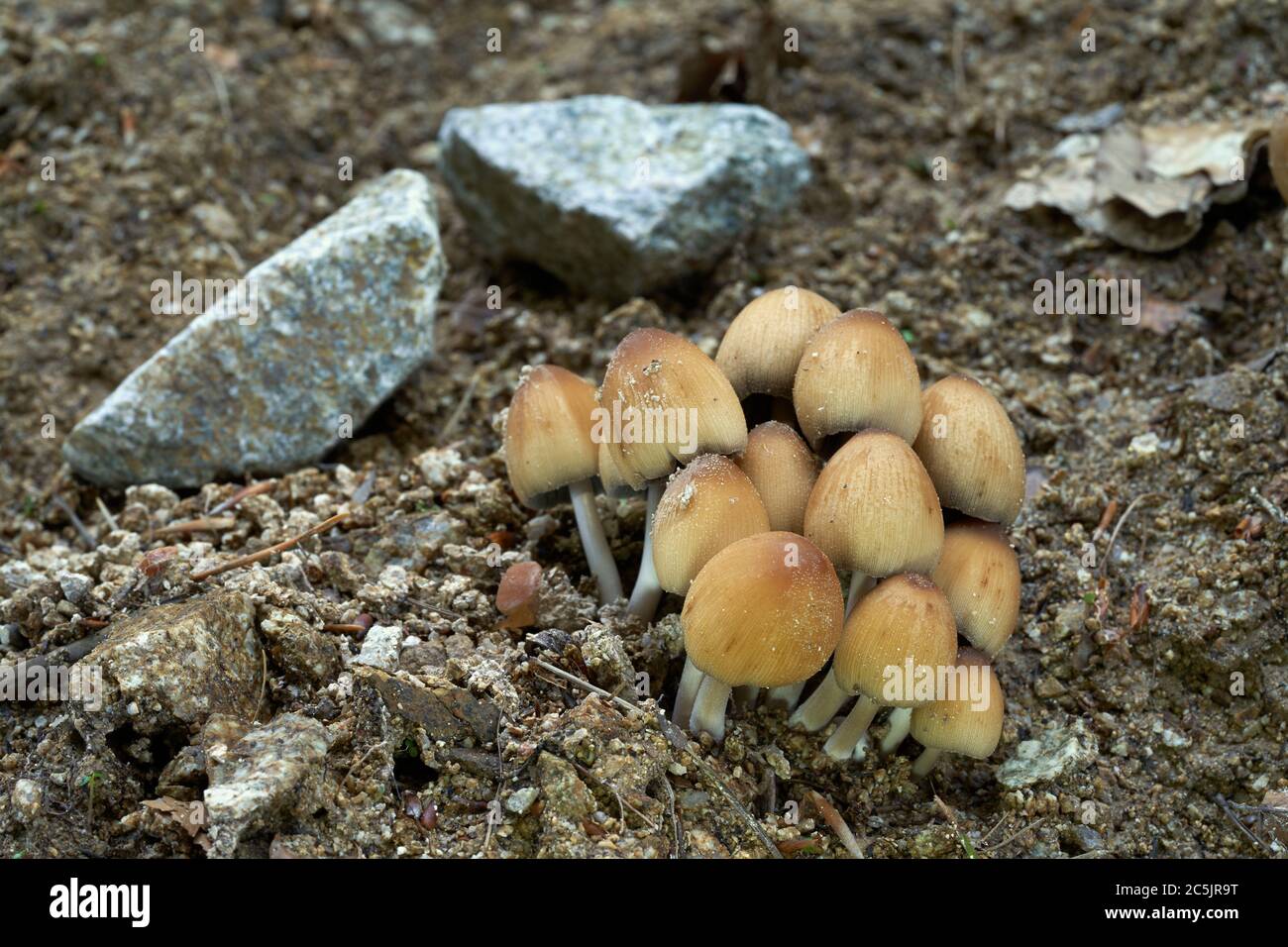 Champignon comestible Coprinellus micaceus, qui pousse à côté d'une route forestière dans la forêt décidue. Également connu sous le nom de bouchon en mica, bouchon brillant et bouchon inky brillant. Banque D'Images