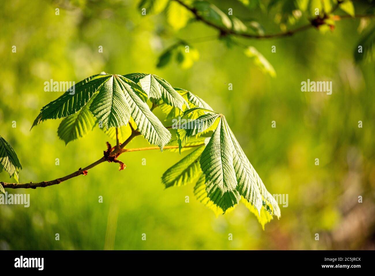 Feuille de châtaigne au printemps (Aesculus hippocastanum) Banque D'Images