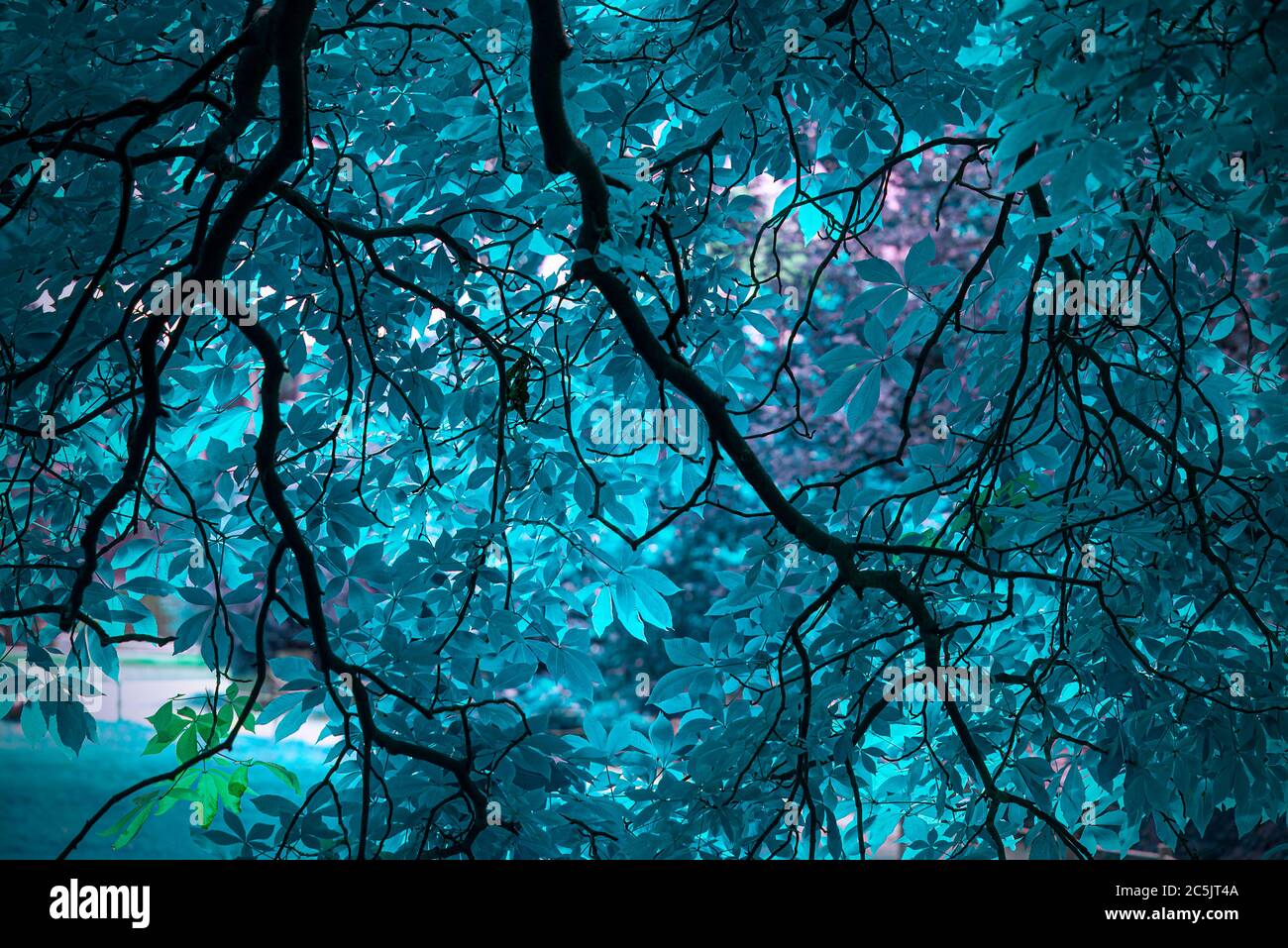 Arbre bleu étonnant avec des feuilles bleues Photo Stock - Alamy