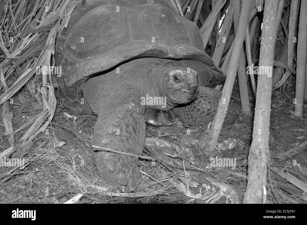 Kenya : une tortue géante de marcher dans les mangroves dans Parc Haller dans un renaturated calcstone la mienne de Mombasa Banque D'Images