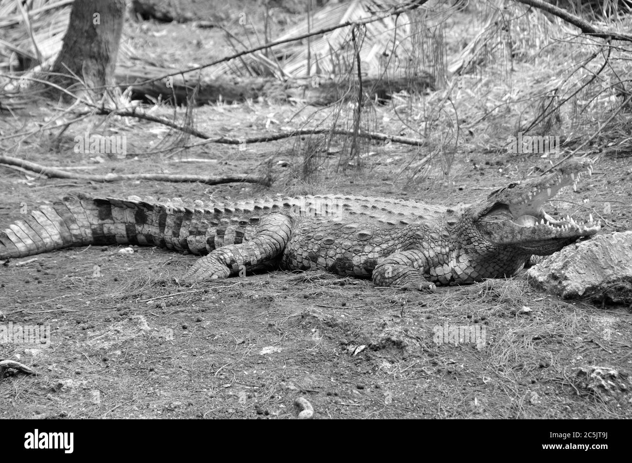 Kenya : un gros crocodile dans le parc Haller à Mombasa Banque D'Images