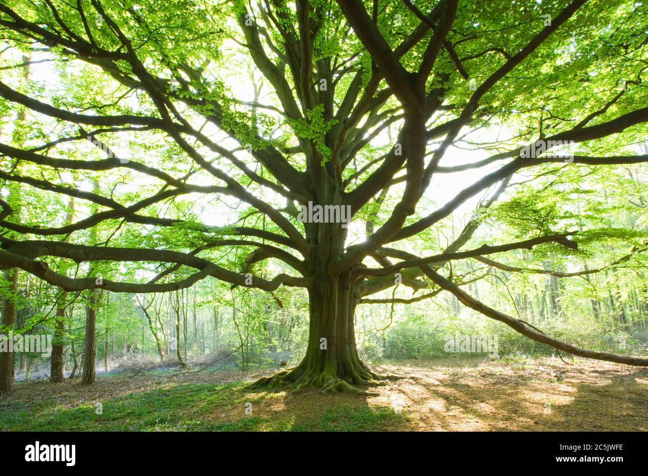 Hêtre mature, Fagus sylvatica, Surrey, Royaume-Uni Banque D'Images