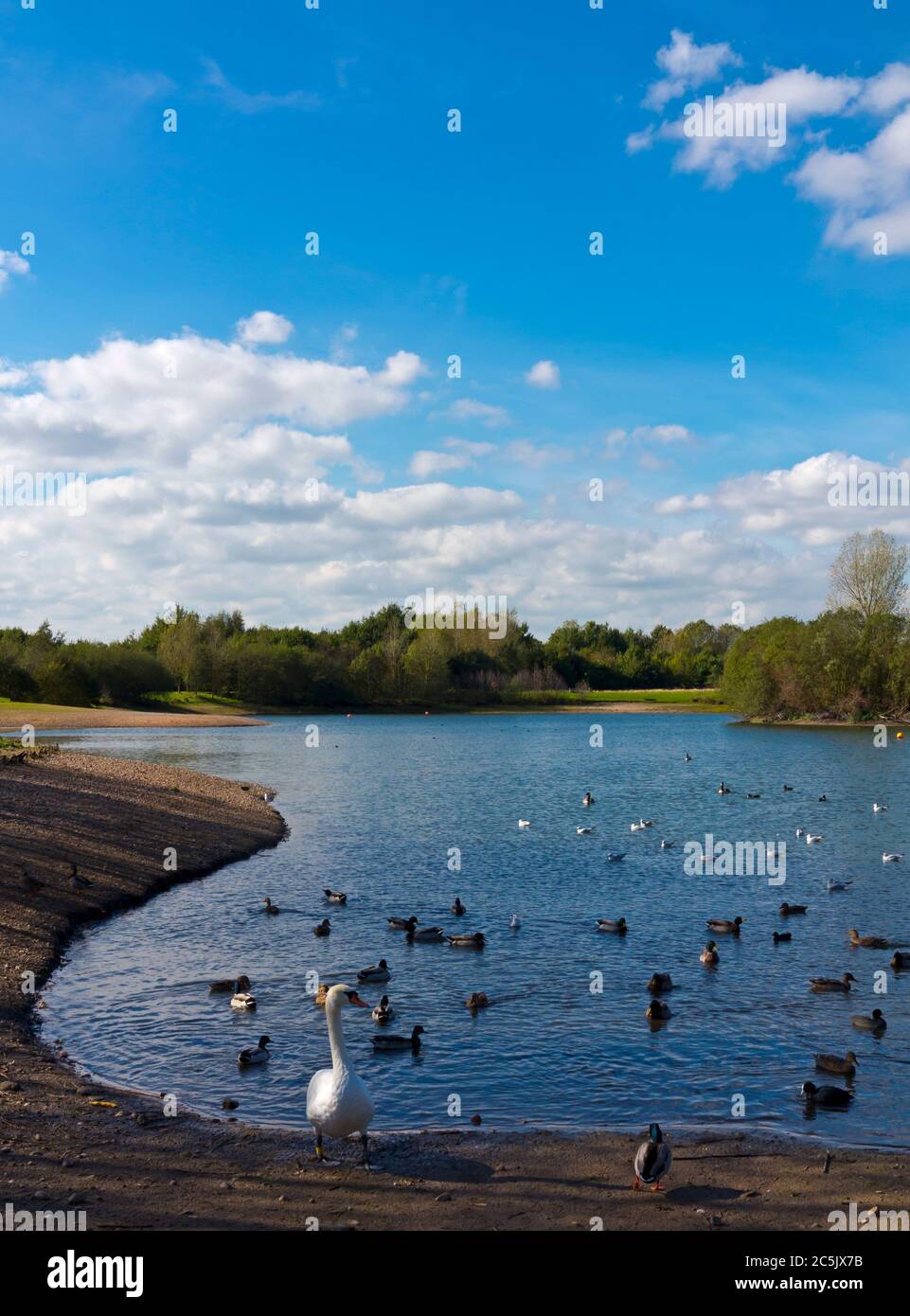 Oiseaux aquatiques à Barton Marina sur le canal Trent et Mersey dans le Staffordshire, Angleterre, Royaume-Uni. Banque D'Images