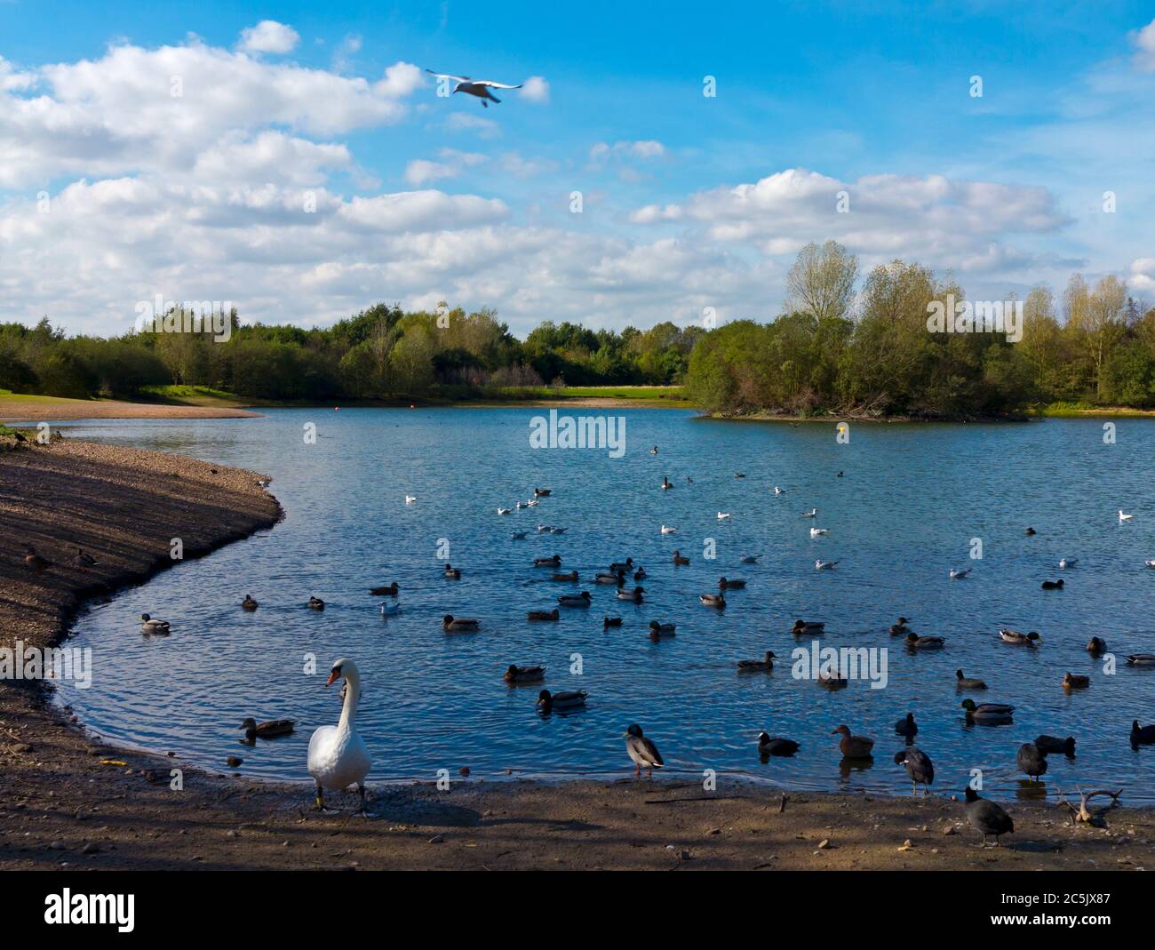 Oiseaux aquatiques à Barton Marina sur le canal Trent et Mersey dans le Staffordshire, Angleterre, Royaume-Uni. Banque D'Images
