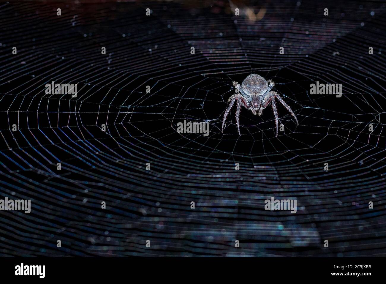 Nuctenea umbratica, l'araignée de noyer orb-tisserand créant le piège Banque D'Images