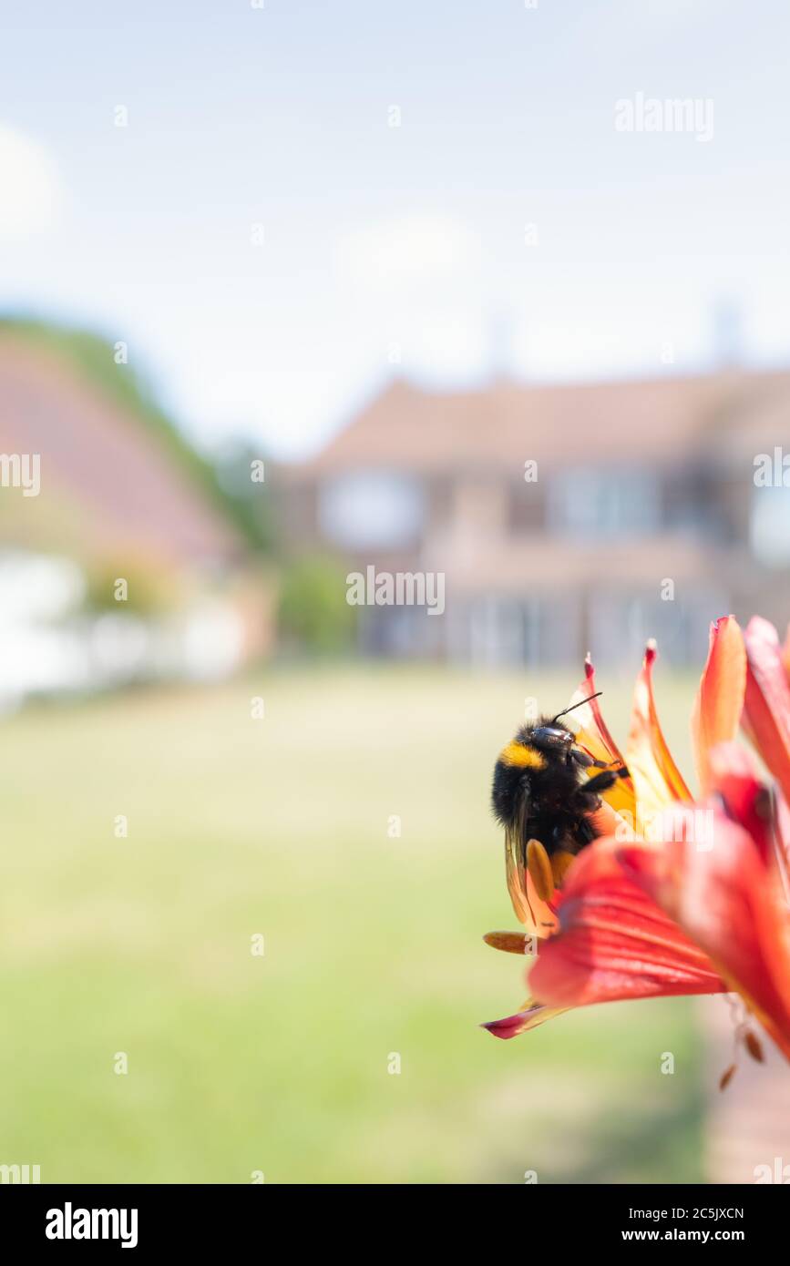 Une grande bourdon de grand lit sur des fleurs rouges de Crocosmia Lucifer avec une maison et pelouse en herbe en douce mise au point dans l'arrière-plan. Banque D'Images