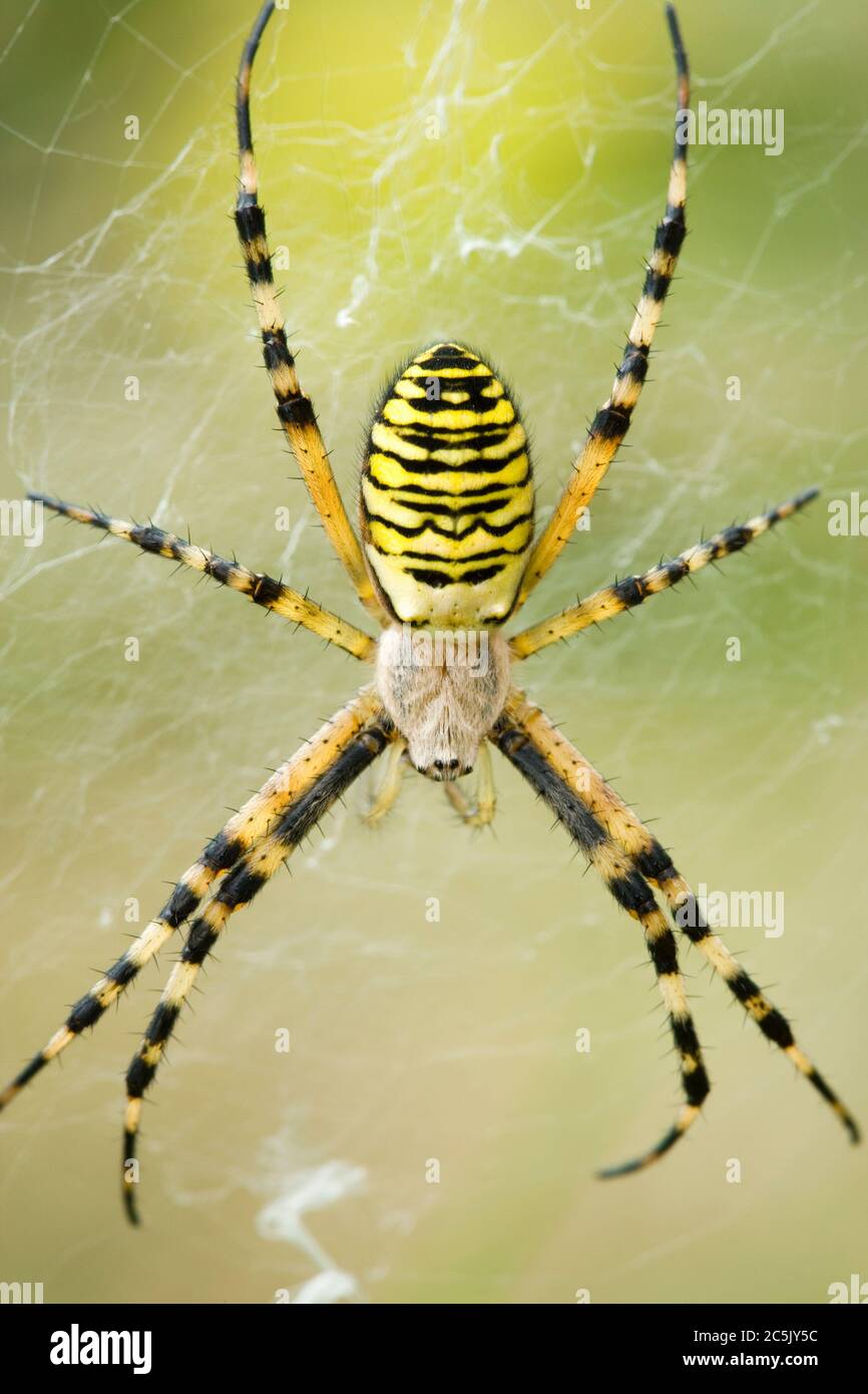 Araignée Wasp, Argiope bruennichi, Royaume-Uni. Femme Banque D'Images