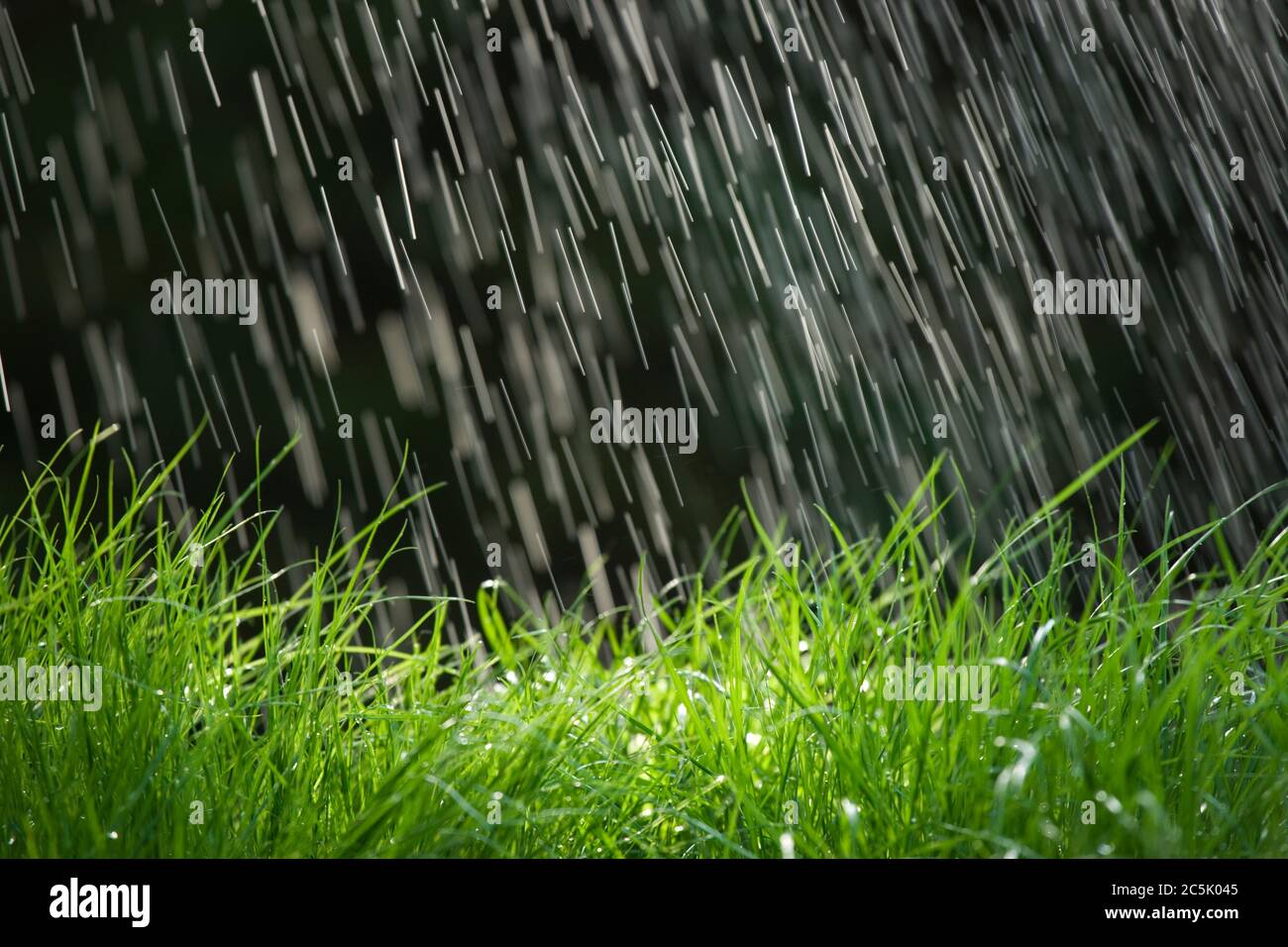 La pluie sur l’herbe Banque D'Images