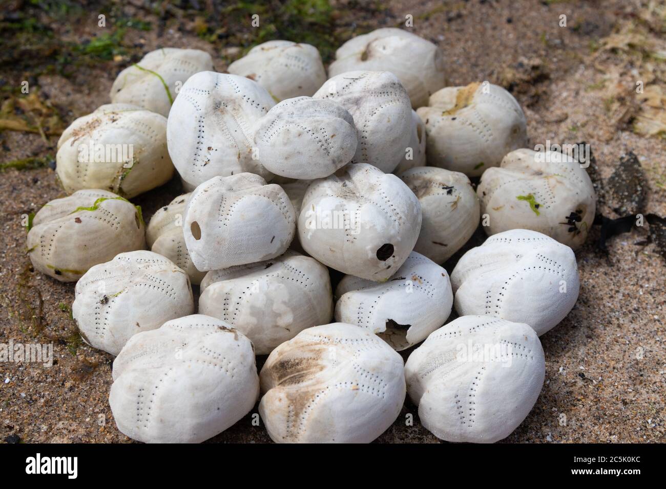 Une collection de coquillages d'oursin de la pomme de terre de mer, Echinocardium cordatum Banque D'Images