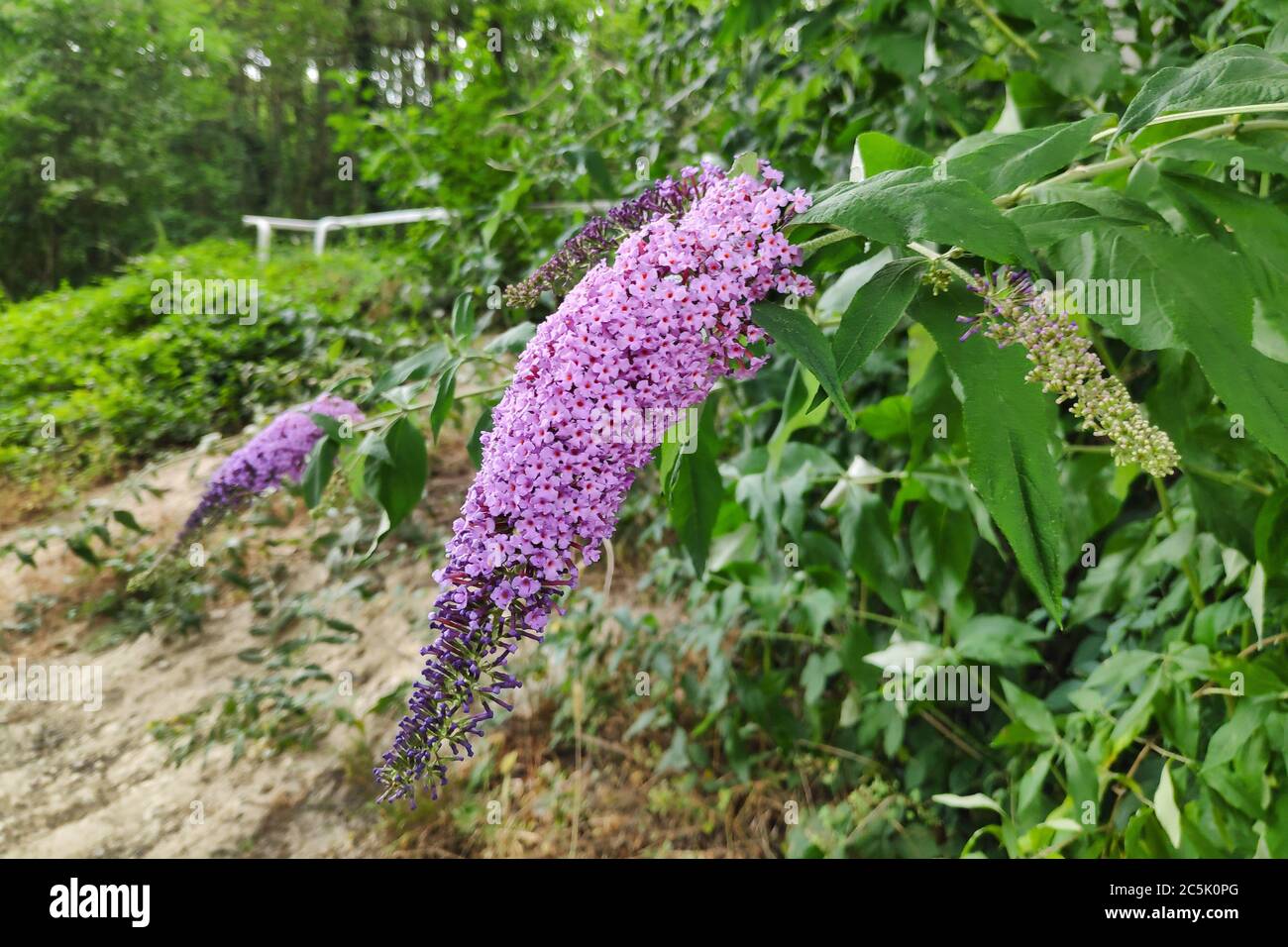 Gros plan sur les fleurs d'un Buddleja davidi, également appelé lilas d'été, buisson de papillon, ou oeil d'orange. Banque D'Images