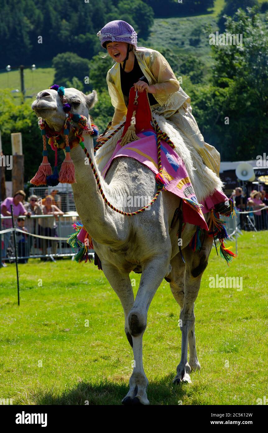Camel Racing Bala County Show, Banque D'Images