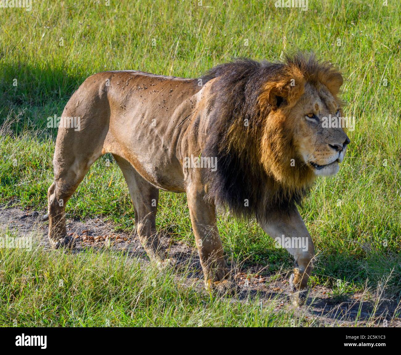 Lion (Panthera leo) dans la réserve nationale de Masai Mara, Kenya, Afrique Banque D'Images