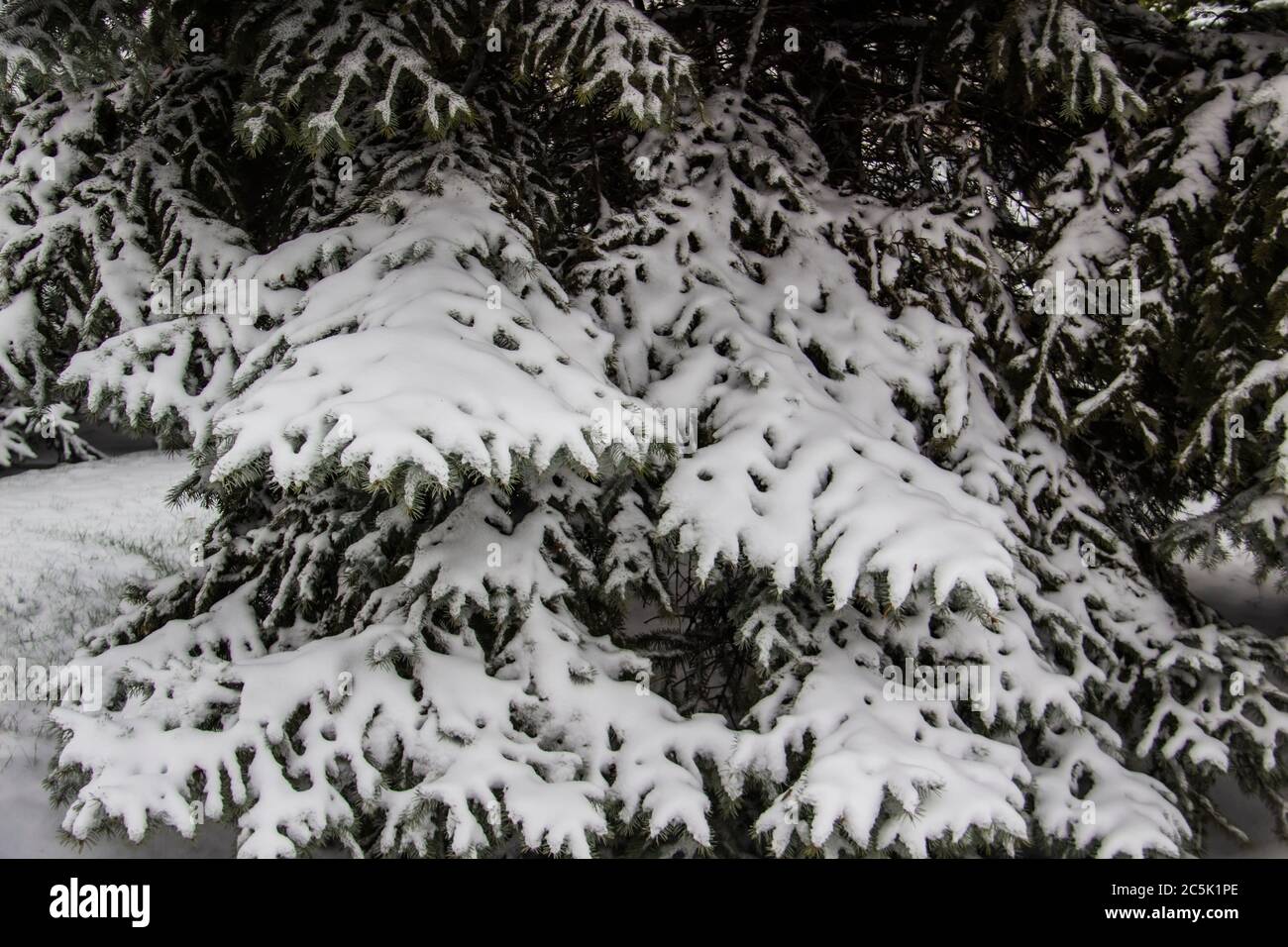 Branches d'arbre de noël sous la neige. Arrière-plan de l'arbre de noël. Banque D'Images