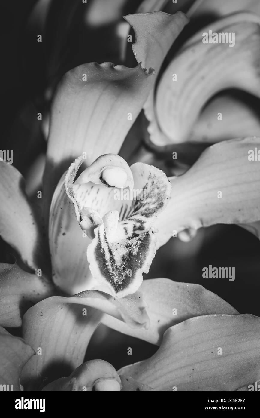 Orchidées Cymbidium jaune dans le jardin d'orchidées Banque D'Images