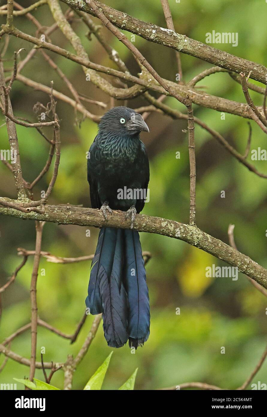 Plus d'Ani (Crotophaga major) des profils perché en arbre mort Bogota, Colombie Novembre Banque D'Images