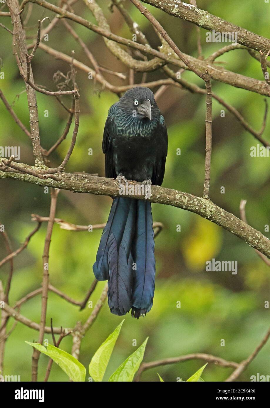 Plus d'Ani (Crotophaga major) des profils perché en arbre mort Bogota, Colombie Novembre Banque D'Images