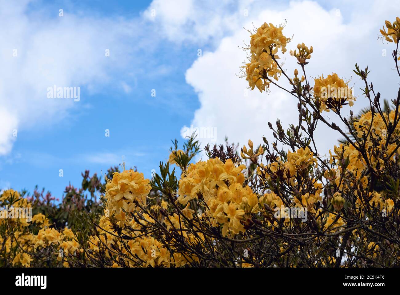 Des fleurs de rhododendron jaune vif fleurissent au printemps contre un ciel bleu avec des nuages blancs Banque D'Images