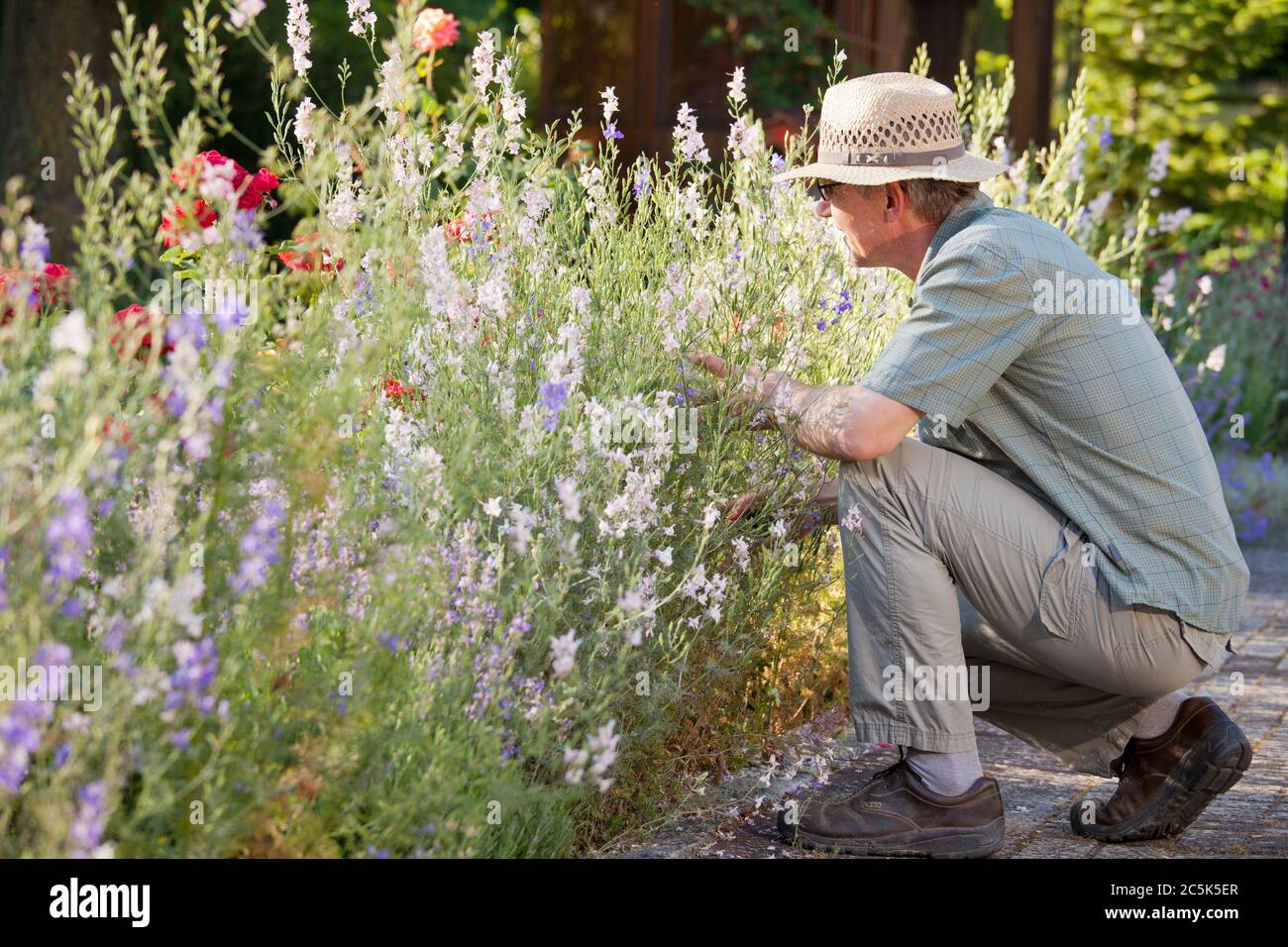 Jardinier mature regardant les fleurs dans un lit à fleurs dans un jardin à la lumière du matin - se concentrer sur le visage et la tête de l'homme Banque D'Images