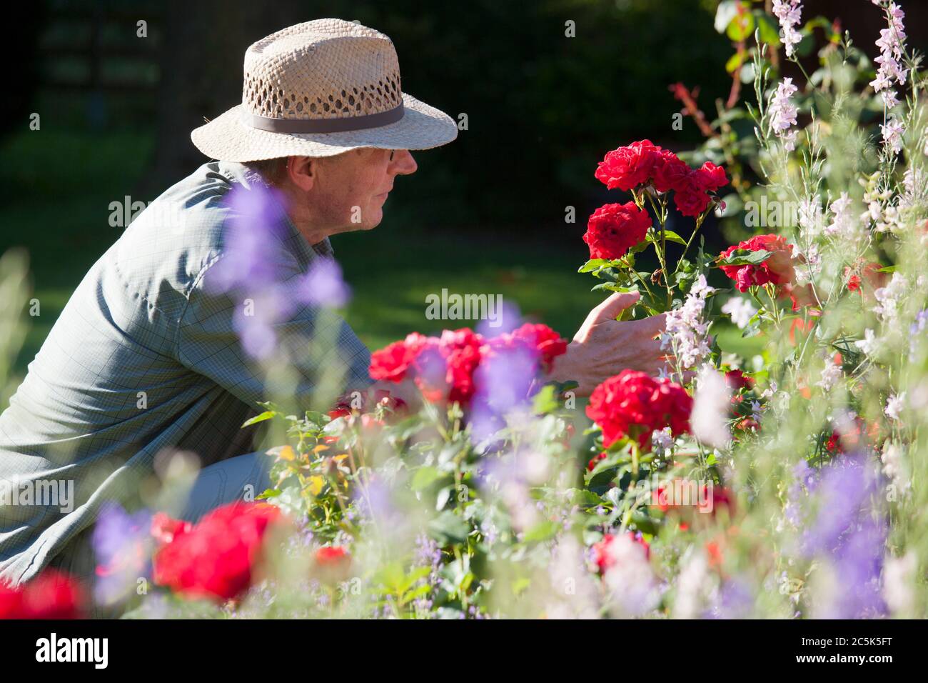 Jardinier mature regardant les fleurs dans un lit à fleurs dans un jardin à la lumière du matin - se concentrer sur le visage et la tête de l'homme Banque D'Images