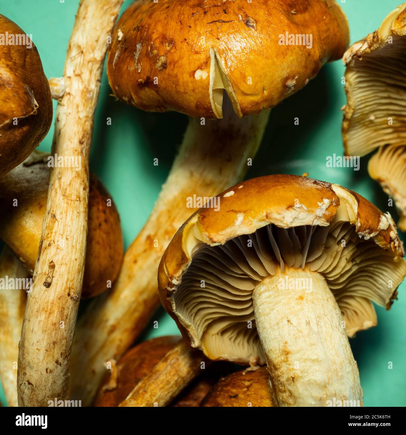 Macro photo de champignons comestibles de la cannelle. Banque D'Images