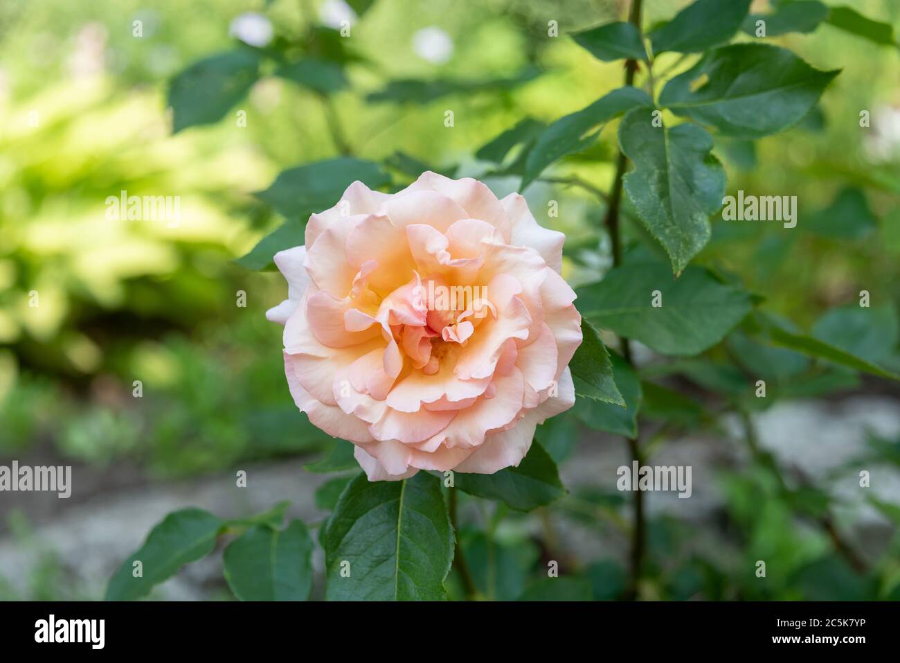 Magnifique bourgeon rose pâle fleuri sur un rosier. Roses en fleurs. Banque D'Images