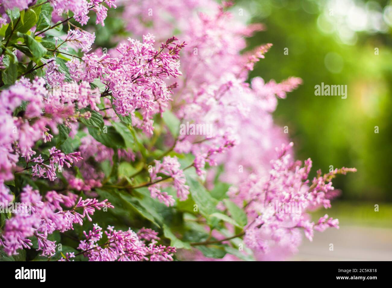 Branche de lilas perse à fleurs au printemps sur fond vert flou Banque D'Images
