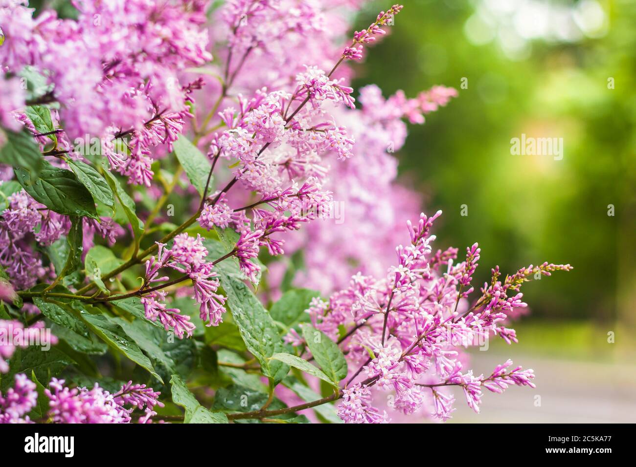 Branche de lilas perse à fleurs au printemps sur fond vert flou Banque D'Images