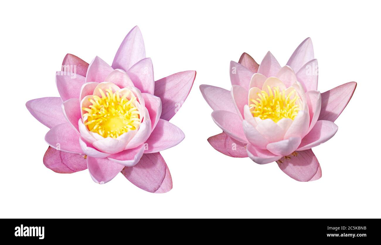 Fleur rose de nénuphars isolée sur fond blanc Banque D'Images