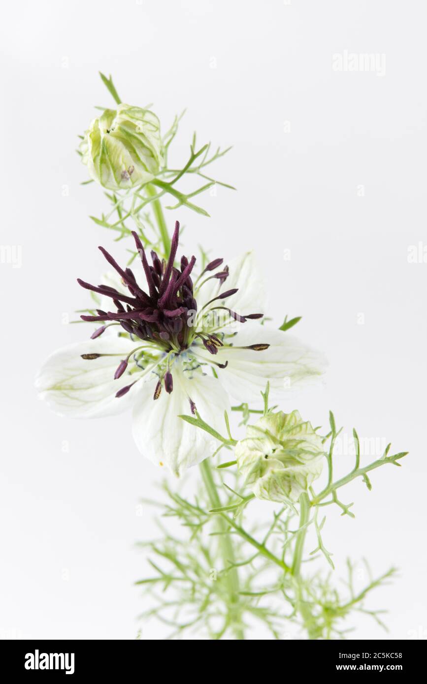 Nigella papillosa 'mariée africaine'. Fleurs « Bonde africaine » d'amour-dans-un-brouillard. Banque D'Images