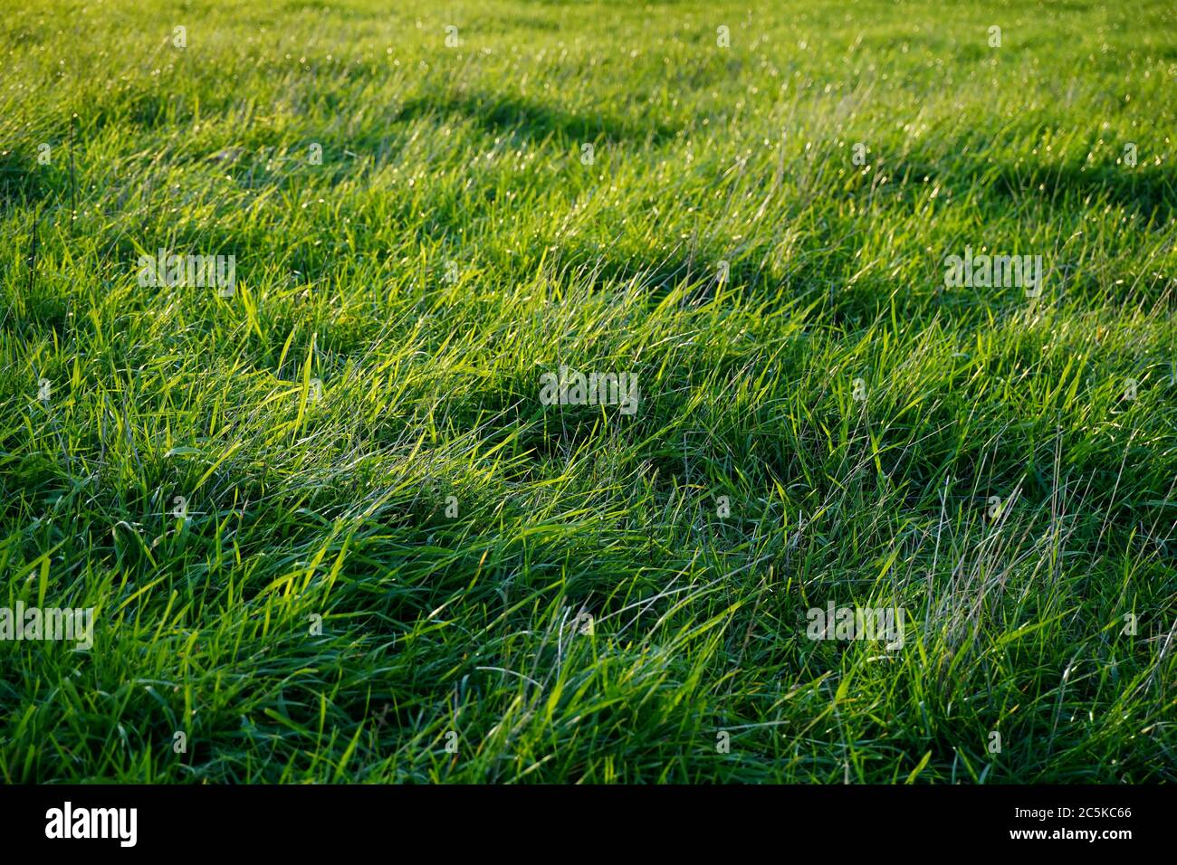 Image d'arrière-plan de l'herbe juteuse verte en contre-jour lors d'une journée d'automne juste avant le coucher du soleil. Banque D'Images