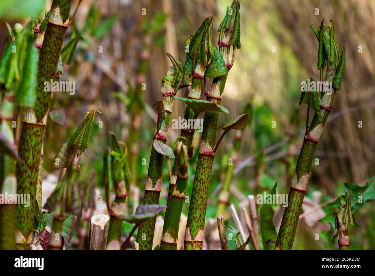 Une plante qui ressemble au bambou, Polygonum sachalinense Banque D'Images