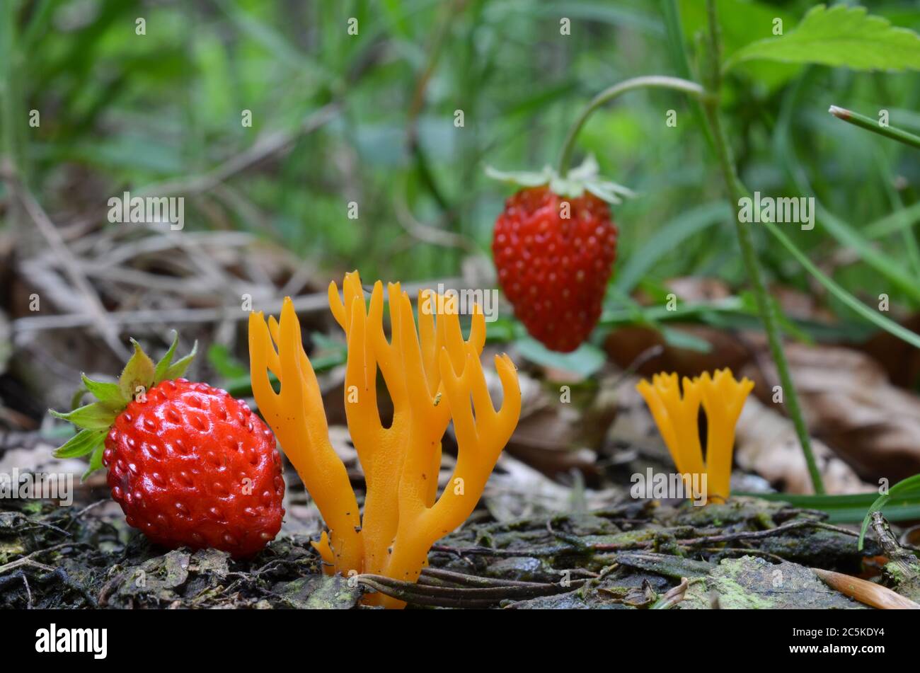 Champignons Stagshorn jaunes ou calocera viscosa dans l'habitat naturel, en compagnie de fraises mûres et sauvages Banque D'Images