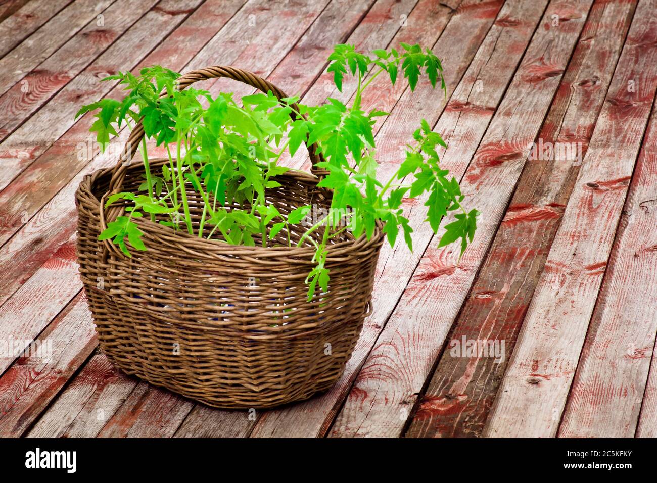 Préparation des semis de tomate pour la plantation en serre. Panier en osier avec semis de tomates, gros plan sur parquet Banque D'Images