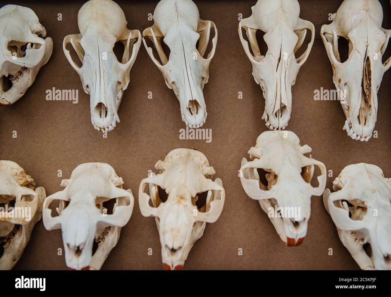 assortiment de crânes animaux à vendre sur un marché aux puces, brimfield, massachusetts Banque D'Images