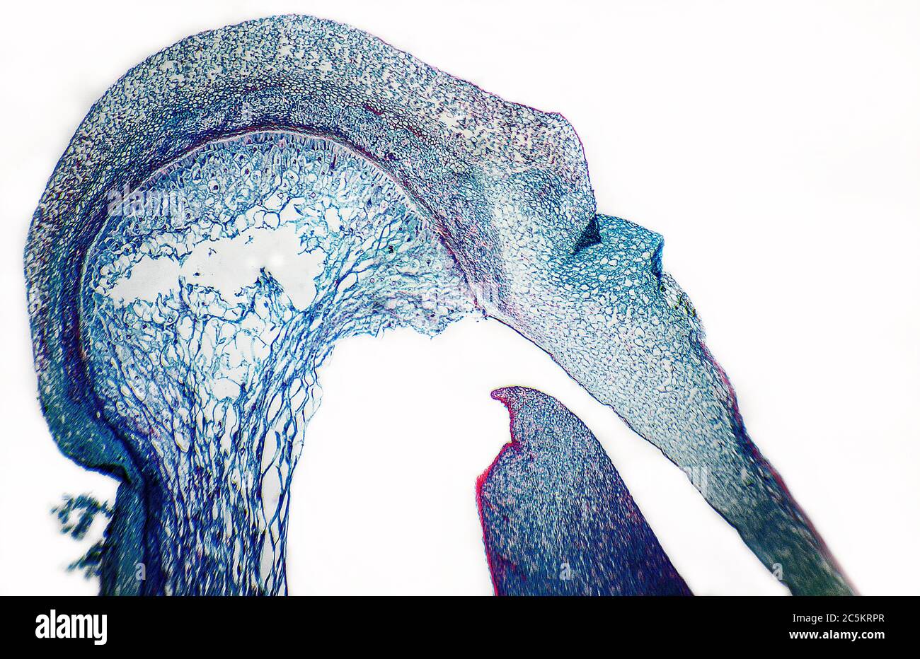 Cellules animales microscopiques avec une forme de visage surréaliste Banque D'Images