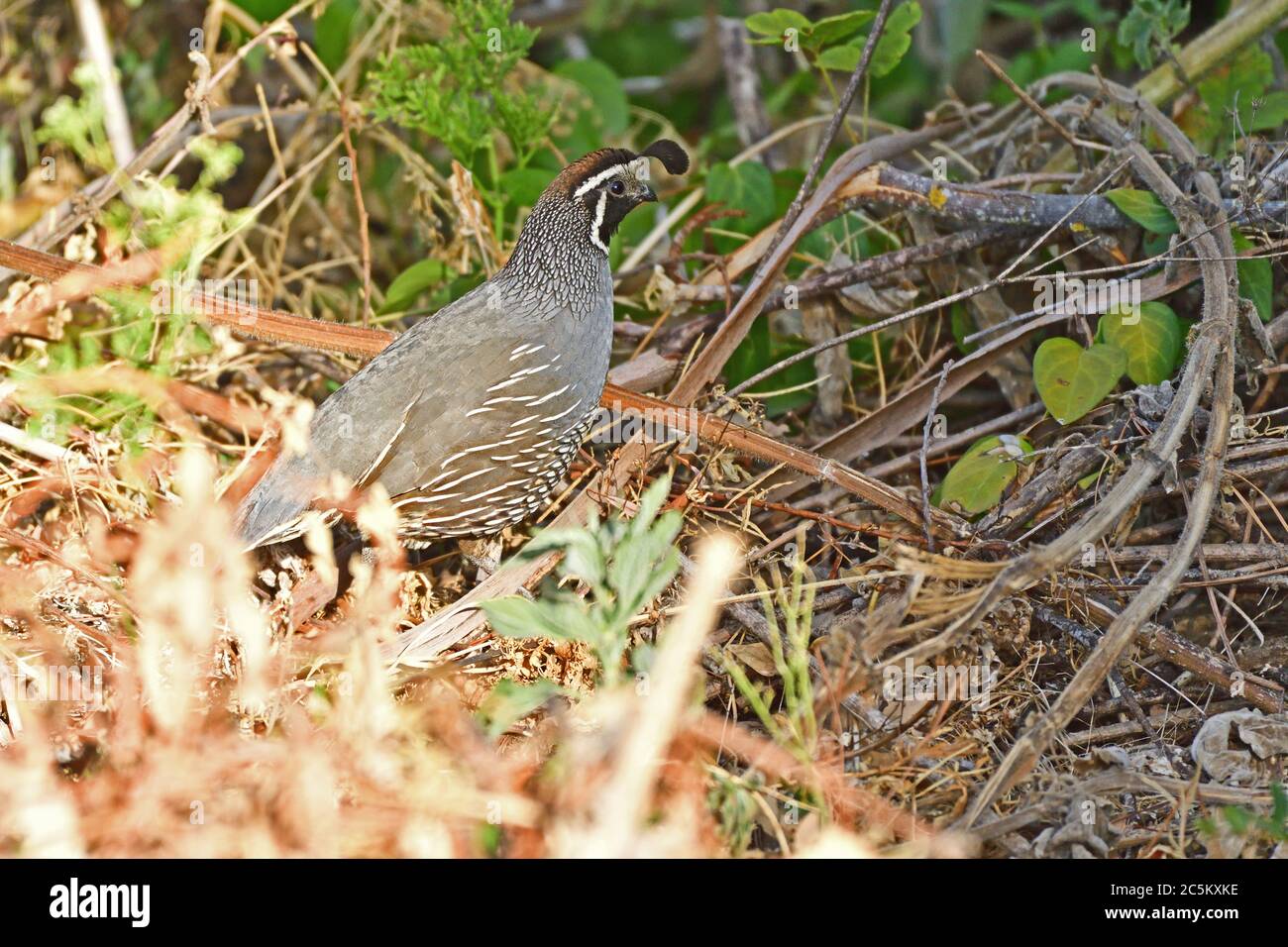 Colin de Californie Banque D'Images
