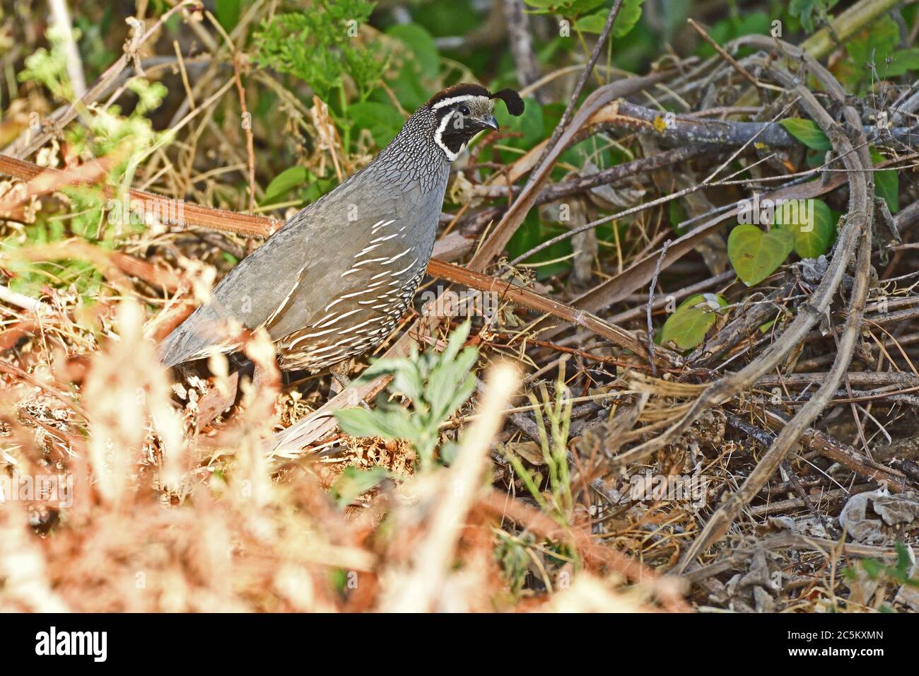 Colin de Californie Banque D'Images